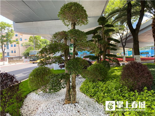 采蓮橋下“枯山水” 昆明市政園林精品化試點的匠心之作